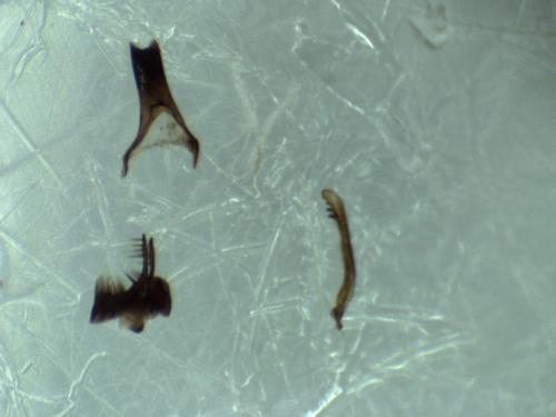 Tachysphex sp.
